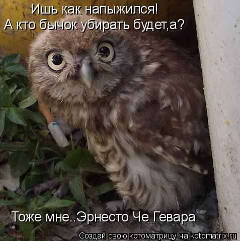 Ишь как напыжился! Тоже мне..Эрнесто Че Гевара А кто бычок убирать будет,а?... Котоматрица: Ишь как напыжился! Тоже мне..Эрнесто Че Гевара А кто бычок убирать будет,а?