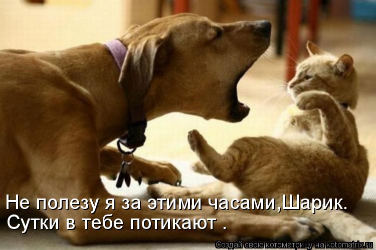 Котоматрица: Сутки в тебе потикают . Не полезу я за этими часами,Шарик.