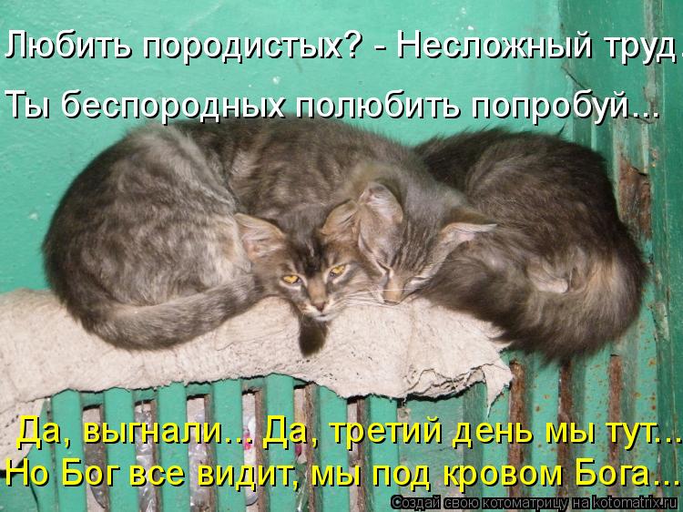 Любить породистых? - Несложный труд. Любить породистых? - Несложный труд. Ты беспородных полюбить поп... Котоматрица: Любить породистых? - Несложный труд. Любить породистых? - Несложный труд. Ты беспородных полюбить попробуй... Да, выгнали... Да, третий день мы