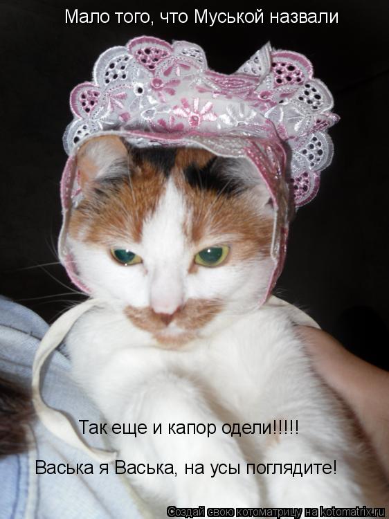 Котоматрица: Мало того, что Муськой назвали Мало того, что Муськой назвали Так еще и капор одели!!!!! Так еще и капор одели!!!!! Васька я Васька, на усы погляд