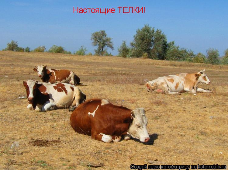 Котоматрица: Настоящие ТЕЛКИ!