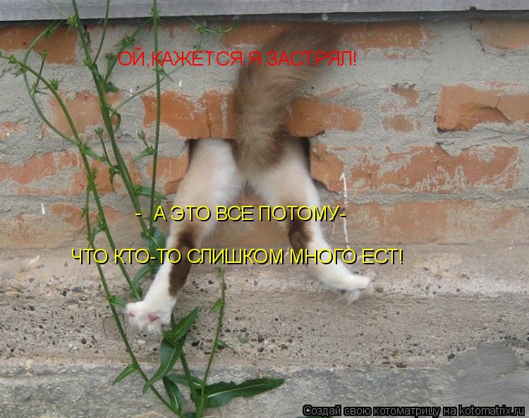 Котоматрица: ОЙ,КАЖЕТСЯ Я ЗАСТРЯЛ! А ЭТО ВСЕ ПОТОМУ- ЧТО КТО-ТО СЛИШКОМ МНОГО ЕСТ! -