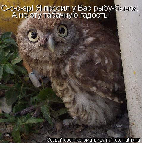 Котоматрица: А не эту табачную гадость! С-с-с-эр! Я просил у Вас рыбу-бычок,