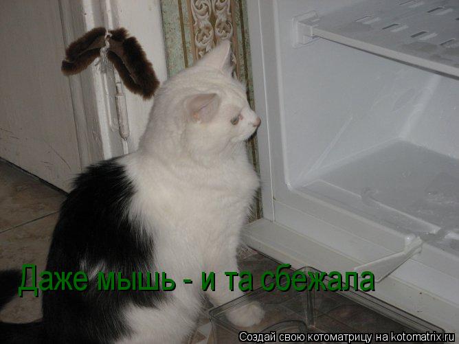 Котоматрица: Даже мышь - и та сбежала