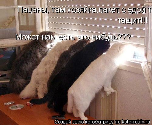 Котоматрица: Пацаны, там хозяйка пакет с едой тащит!!! тащит!!! Может нам есть что нибудь???