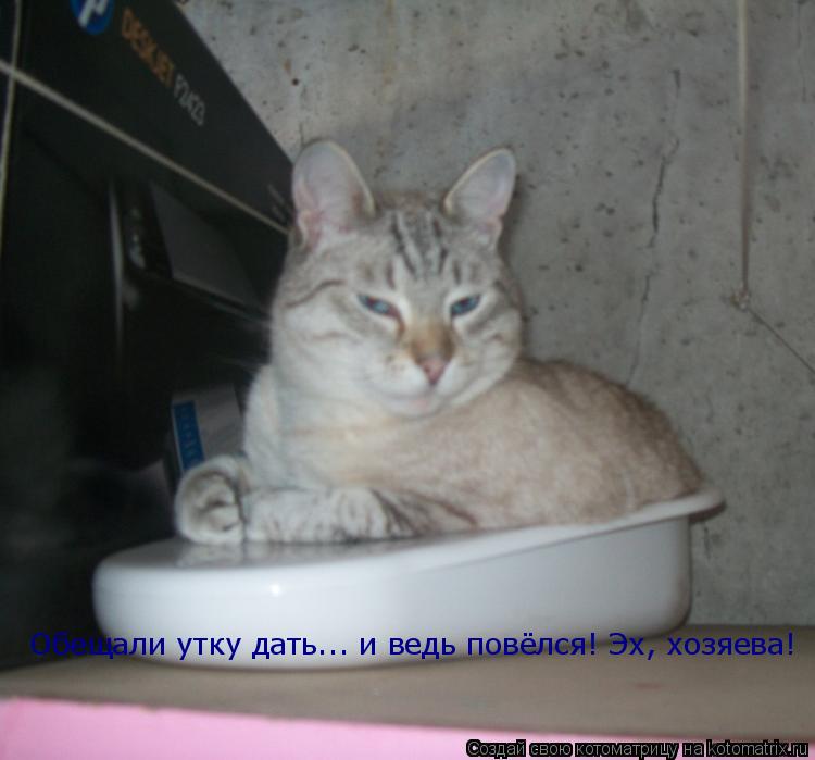 Обещали утку дать... и ведь повёлся! Эх, хозяева!... Котоматрица: Обещали утку дать... и ведь повёлся! Эх, хозяева!