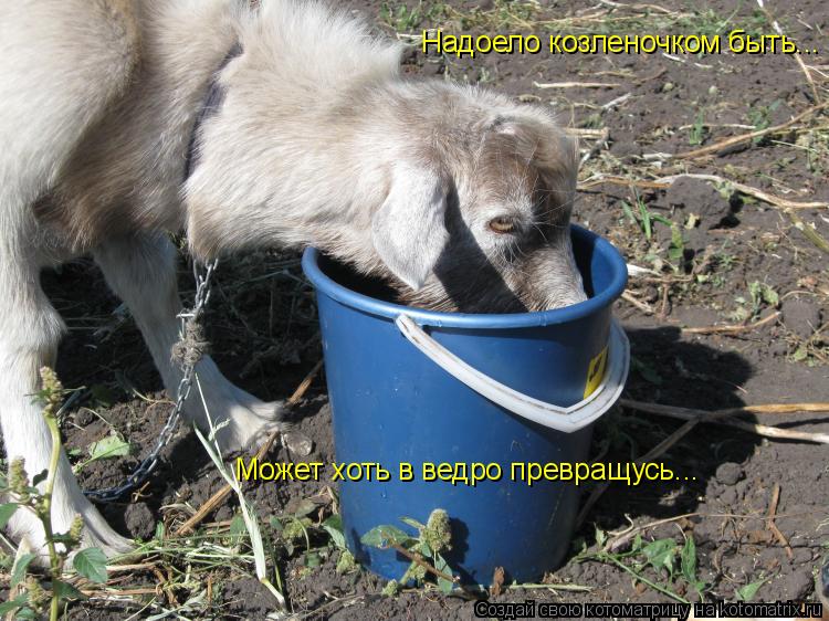 Надоело козленочком быть... Может хоть в ведро превращусь...... Котоматрица: Надоело козленочком быть... Может хоть в ведро превращусь...