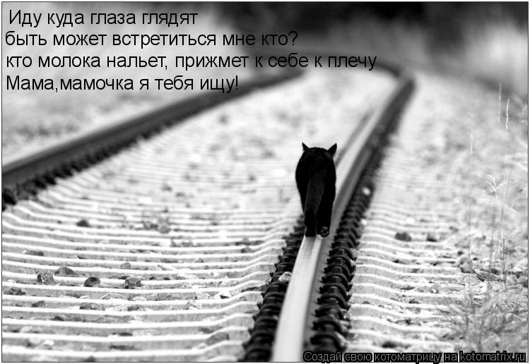Иду куда глаза глядят быть может встретиться мне кто? кто молока нальет, прижмет к себе к плечу Мама,... Котоматрица: Иду куда глаза глядят быть может встретиться мне кто? кто молока нальет, прижмет к себе к плечу Мама,мамочка я тебя ищу!