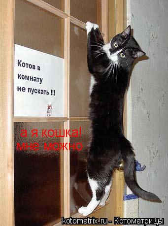 а я кошка! мне можно... Котоматрица: а я кошка! мне можно