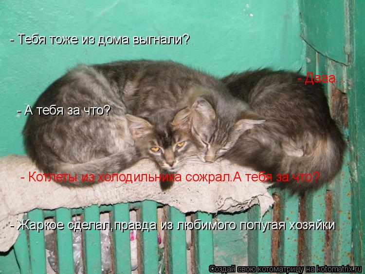 - Тебя тоже из дома выгнали? - Дааа... - А тебя за что? - Котлеты из холодильника сожрал.А тебя за... Котоматрица: - Тебя тоже из дома выгнали? - Дааа... - А тебя за что? - Котлеты из холодильника сожрал.А тебя за что? - Жаркое сделал,правда из любимого попуга