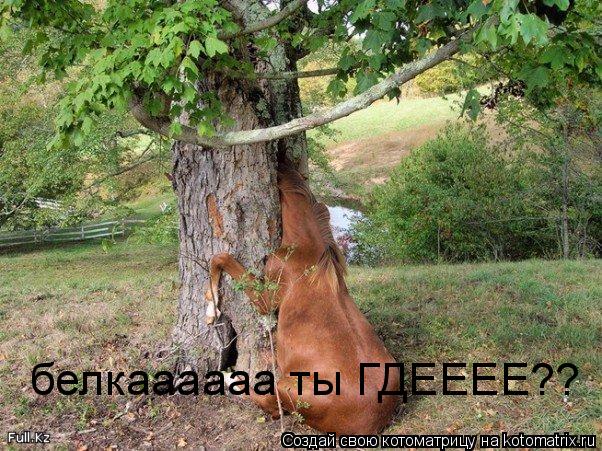 белкаааааа ты ГДЕЕЕЕ??... Котоматрица: белкаааааа ты ГДЕЕЕЕ??