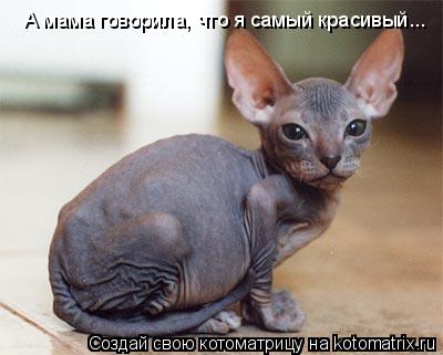 А мама говорила, что я самый красивый...... Котоматрица: А мама говорила, что я самый красивый...