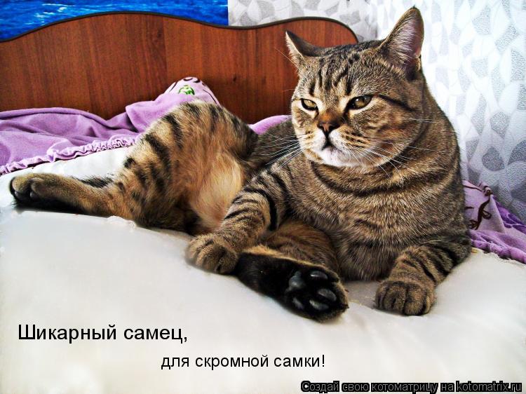 Шикарный самец, для скромной самки!... Котоматрица: Шикарный самец, для скромной самки!