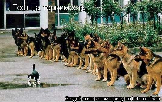 Тест на терпимость...... Котоматрица: Тест на терпимость...