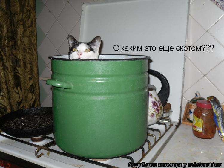 С каким это еще скотом???... Котоматрица: С каким это еще скотом???