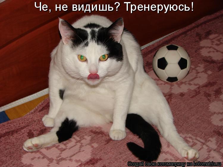 Че, не видишь? Тренеруюсь!... Котоматрица: Че, не видишь? Тренеруюсь!