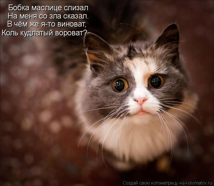 Бобка маслице слизал На меня со зла сказал. В чём же я-то виноват, Коль кудлатый вороват?... Котоматрица: Бобка маслице слизал На меня со зла сказал. В чём же я-то виноват, Коль кудлатый вороват?