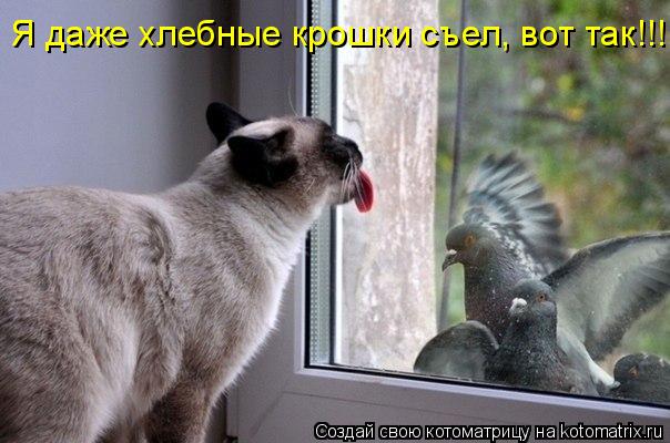 Я даже хлебные крошки съел, вот так!!!... Котоматрица: Я даже хлебные крошки съел, вот так!!!
