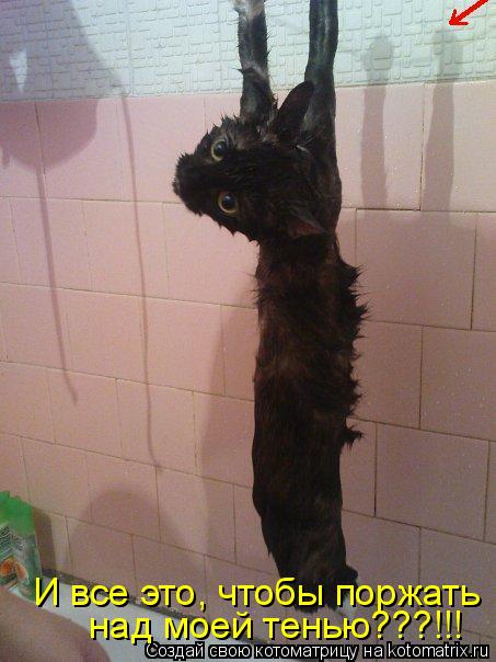И все это, чтобы поржать над моей тенью???!!!... Котоматрица: И все это, чтобы поржать над моей тенью???!!!