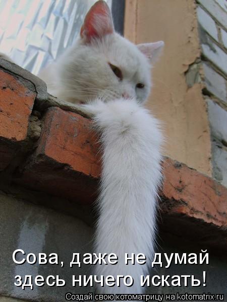 Сова, даже не думай здесь ничего искать!... Котоматрица: Сова, даже не думай здесь ничего искать!