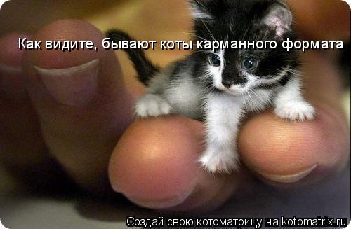 Как видите, бывают коты карманного формата... Котоматрица: Как видите, бывают коты карманного формата