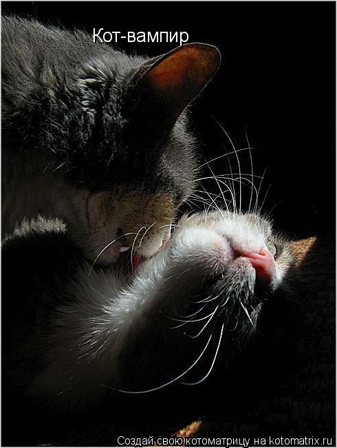 Кот-вампир... Котоматрица: Кот-вампир