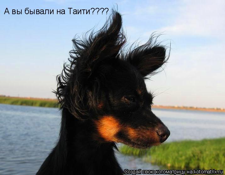 А вы бывали на Таити????... Котоматрица: А вы бывали на Таити????