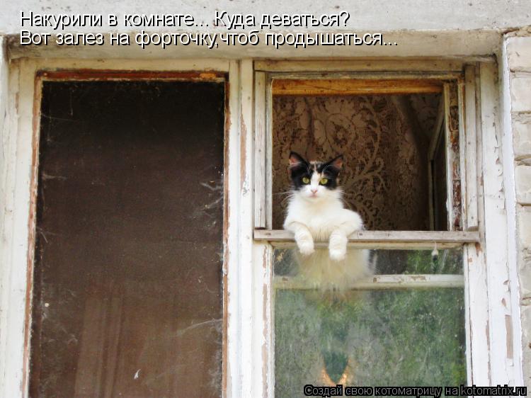 Накурили в комнате... Куда деваться? Вот залез на форточку,чтоб продышаться...... Котоматрица: Накурили в комнате... Куда деваться? Вот залез на форточку,чтоб продышаться...