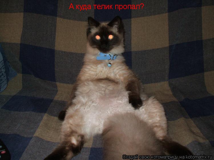 А куда телик пропал?... Котоматрица: А куда телик пропал?