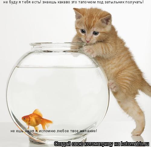 не ешь меня я испомню любое твое желание! не буду я тебя есть! знаешь какаво это тапочком под затыль... Котоматрица: не ешь меня я испомню любое твое желание! не буду я тебя есть! знаешь какаво это тапочком под затыльник получать!