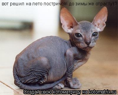 вот решил на лето постричся! до зимы же отрастут?... Котоматрица: вот решил на лето постричся! до зимы же отрастут?