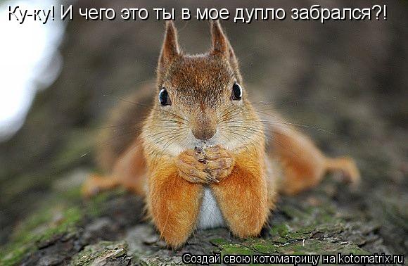 Ку-ку! И чего это ты в мое дупло забрался?!... Котоматрица: Ку-ку! И чего это ты в мое дупло забрался?!