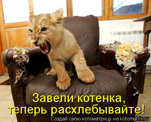 Завели котенка, теперь расхлебывайте!... Котоматрица: Завели котенка, теперь расхлебывайте!