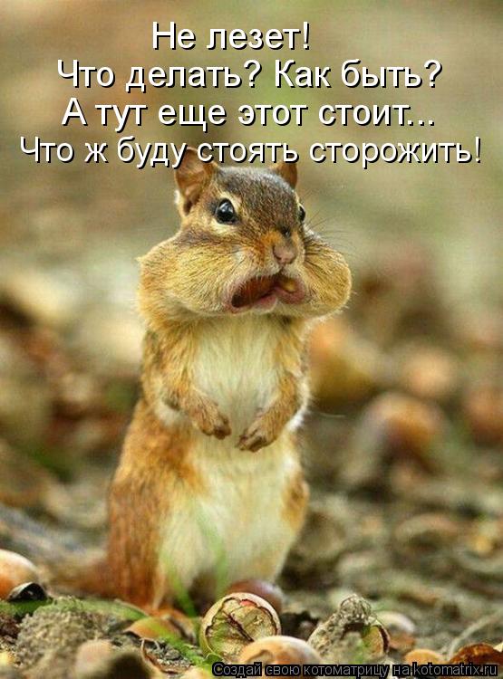 Не лезет! Что делать? Как быть? А тут еще этот стоит... Что ж буду стоять сторожить!... Котоматрица: Не лезет! Что делать? Как быть? А тут еще этот стоит... Что ж буду стоять сторожить!