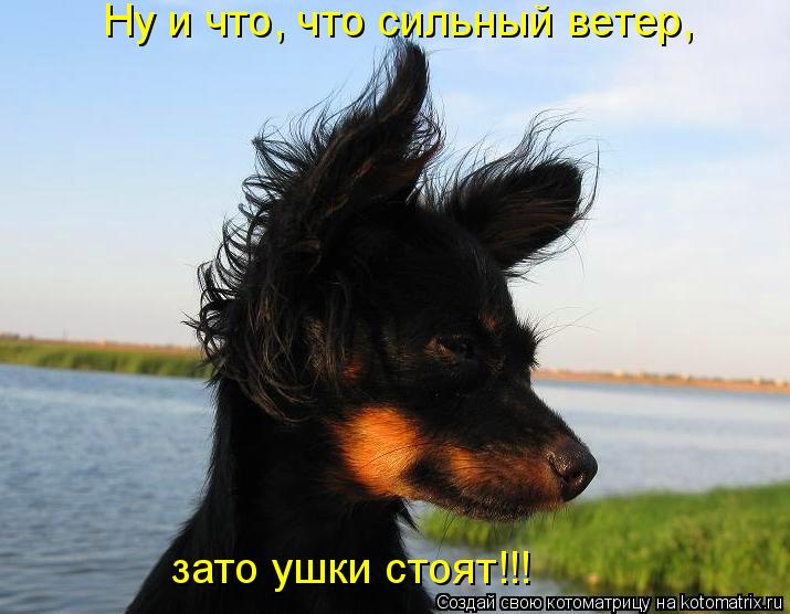 Ну и что, что сильный ветер, зато ушки стоят!!!... Котоматрица: Ну и что, что сильный ветер, зато ушки стоят!!!