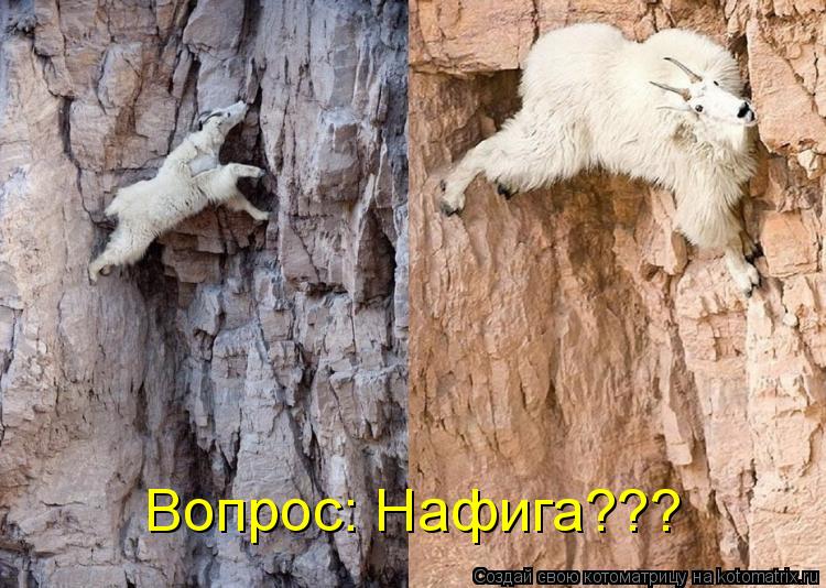 Вопрос: Нафига???... Котоматрица: Вопрос: Нафига???