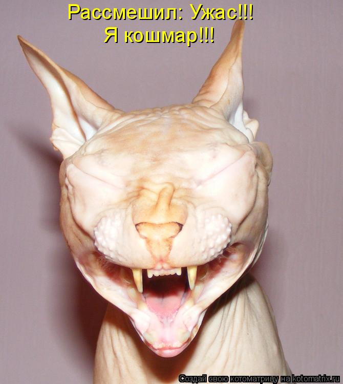 Рассмешил: Ужас!!! Я кошмар!!!... Котоматрица: Рассмешил: Ужас!!! Я кошмар!!!