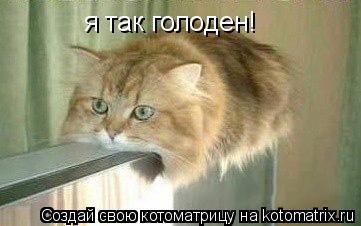 я так голоден!... Котоматрица: я так голоден!