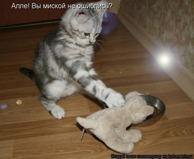 Алле! Вы миской не ошиблись?... Котоматрица: Алле! Вы миской не ошиблись?