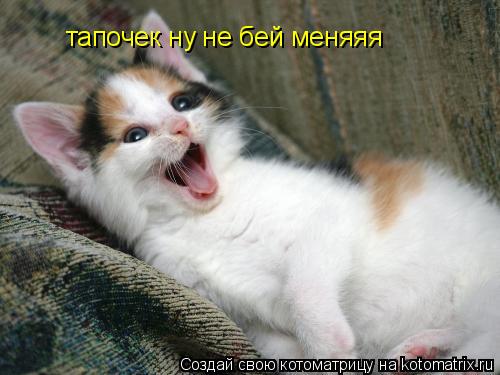 тапочек ну не бей меняяя... Котоматрица: тапочек ну не бей меняяя