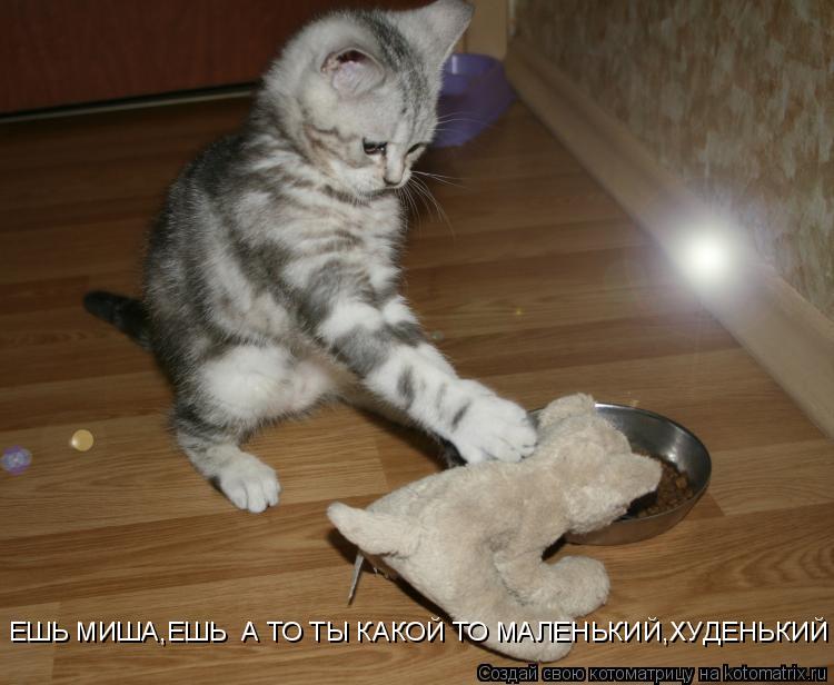 ЕШЬ МИША,ЕШЬ А ТО ТЫ КАКОЙ ТО МАЛЕНЬКИЙ,ХУДЕНЬКИЙ... Котоматрица: ЕШЬ МИША,ЕШЬ А ТО ТЫ КАКОЙ ТО МАЛЕНЬКИЙ,ХУДЕНЬКИЙ