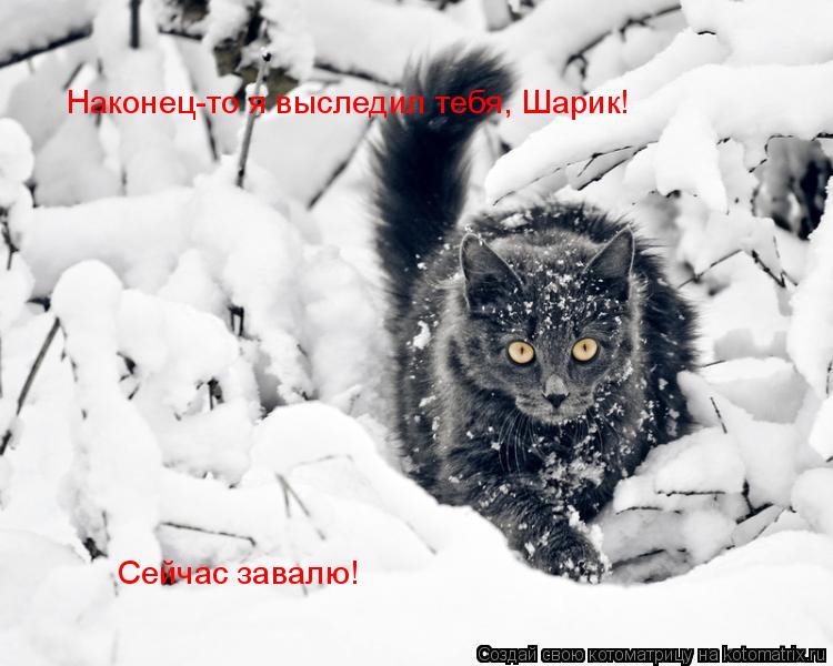 Наконец-то я выследил тебя, Шарик! Сейчас завалю!... Котоматрица: Наконец-то я выследил тебя, Шарик! Сейчас завалю!