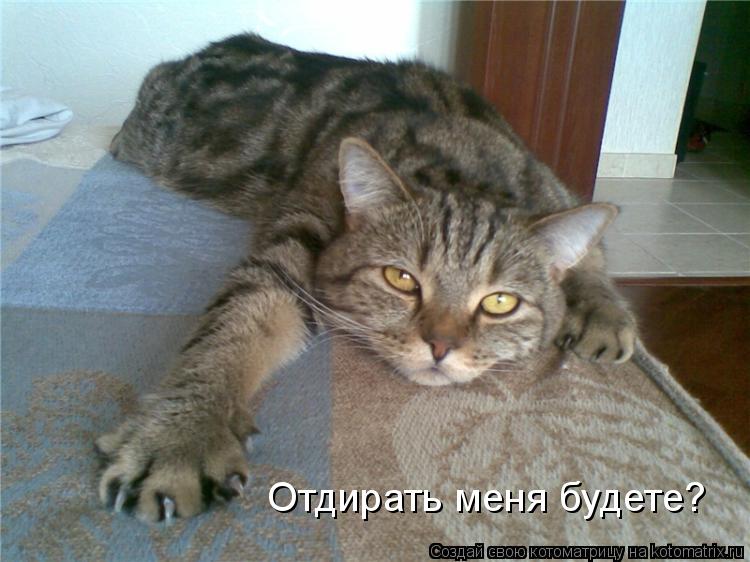 Отдирать меня будете?... Котоматрица: Отдирать меня будете?