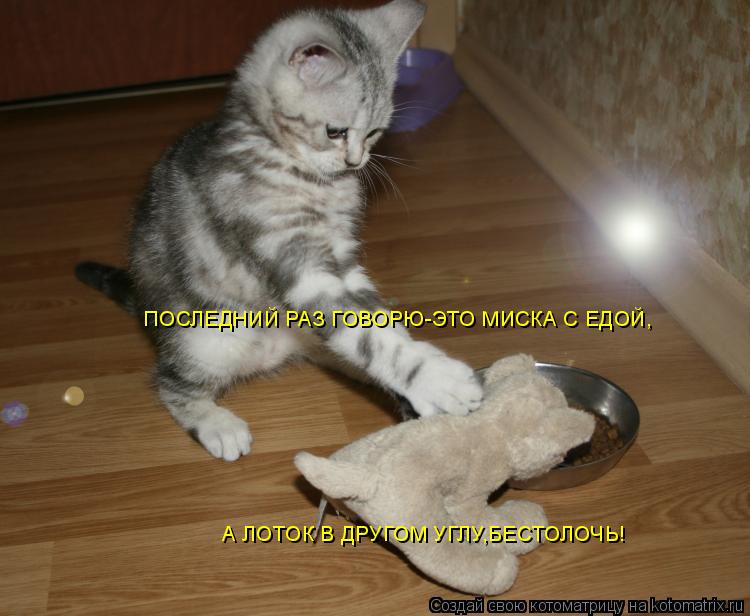ПОСЛЕДНИЙ РАЗ ГОВОРЮ-ЭТО МИСКА С ЕДОЙ, А ЛОТОК В ДРУГОМ УГЛУ,БЕСТОЛОЧЬ!... Котоматрица: ПОСЛЕДНИЙ РАЗ ГОВОРЮ-ЭТО МИСКА С ЕДОЙ, А ЛОТОК В ДРУГОМ УГЛУ,БЕСТОЛОЧЬ!