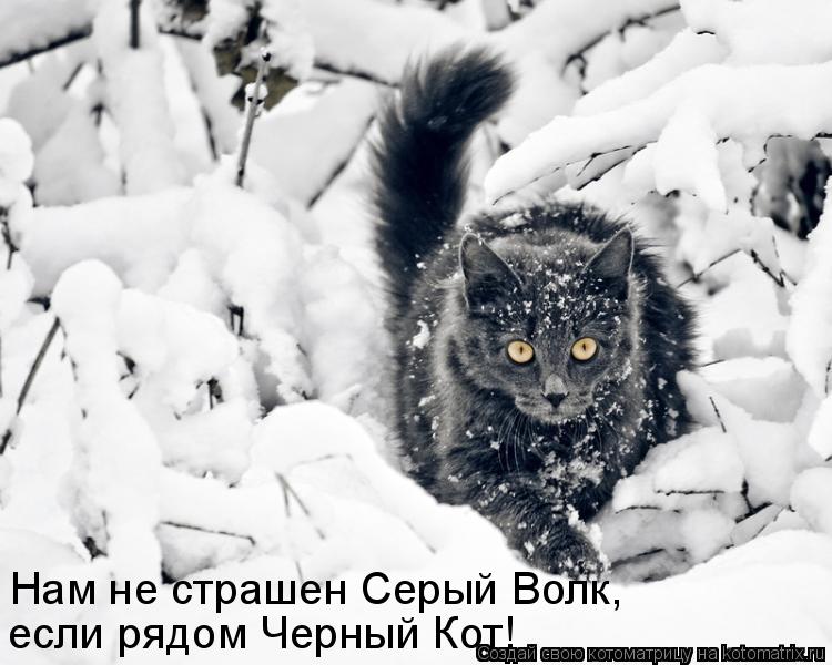 Нам не страшен Серый Волк, если рядом Черный Кот!... Котоматрица: Нам не страшен Серый Волк, если рядом Черный Кот!