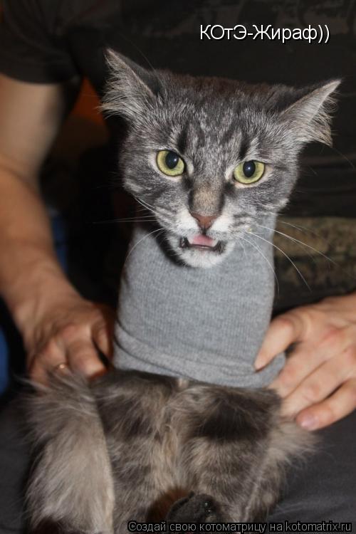 КОтЭ-Жираф))... Котоматрица: КОтЭ-Жираф))