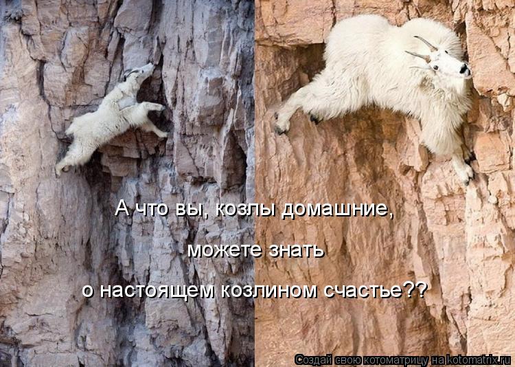 А что вы, козлы домашние, можете знать о настоящем козлином счастье??... Котоматрица: А что вы, козлы домашние, можете знать о настоящем козлином счастье??