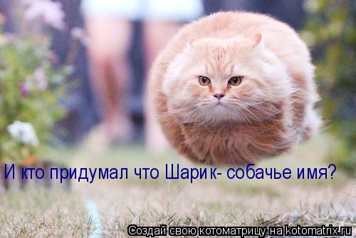 И кто придумал что Шарик- собачье имя?... Котоматрица: И кто придумал что Шарик- собачье имя?