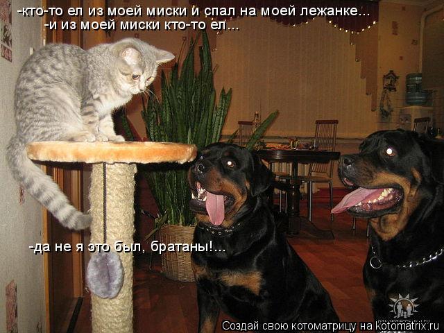 -кто-то ел из моей миски и спал на моей лежанке... -и из моей миски кто-то ел... -да не я это был, бр... Котоматрица: -кто-то ел из моей миски и спал на моей лежанке... -и из моей миски кто-то ел... -да не я это был, братаны!...