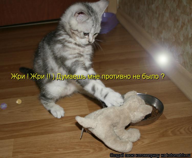 Жри ! Жри !! ) Думаешь мне противно не было ?... Котоматрица: Жри ! Жри !! ) Думаешь мне противно не было ?